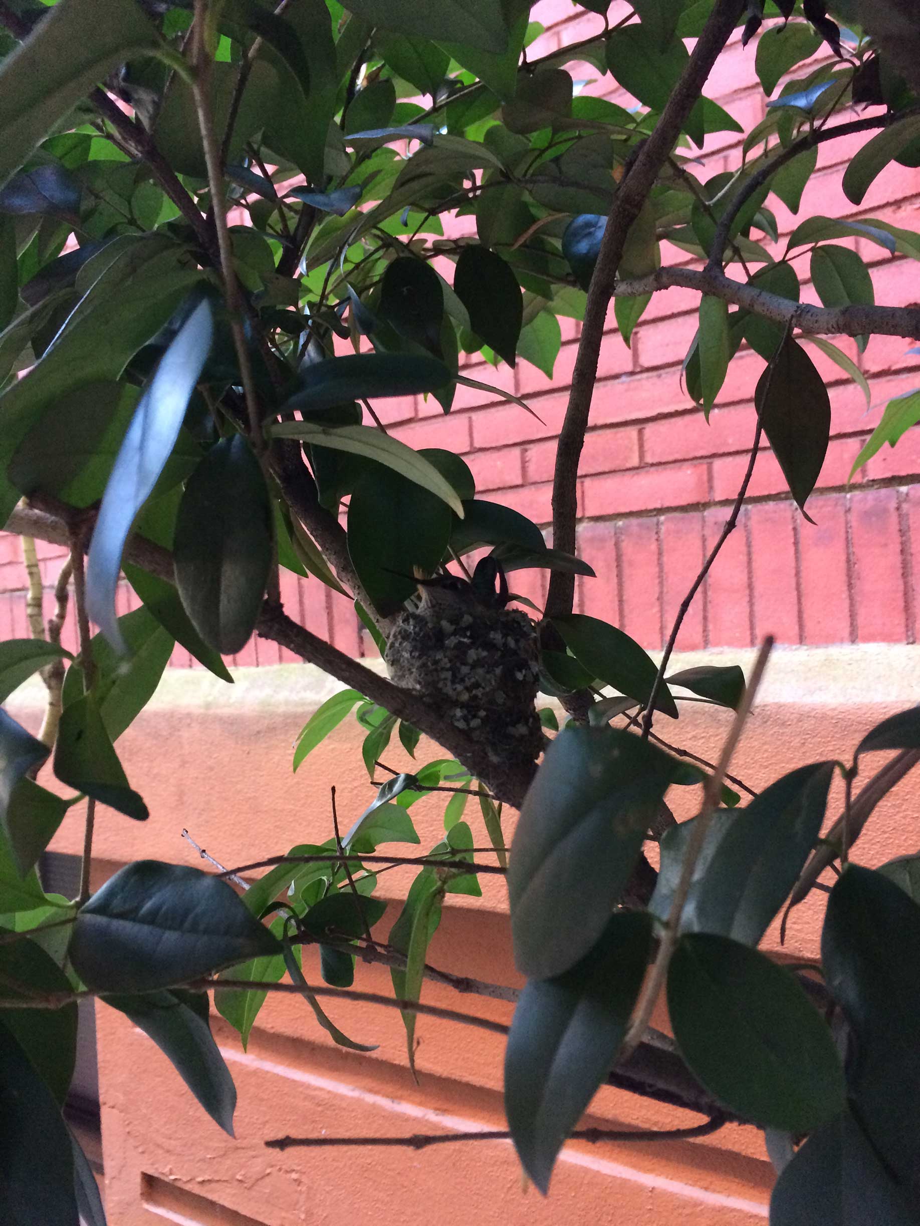 A photo of a mother hummingbird in her nest