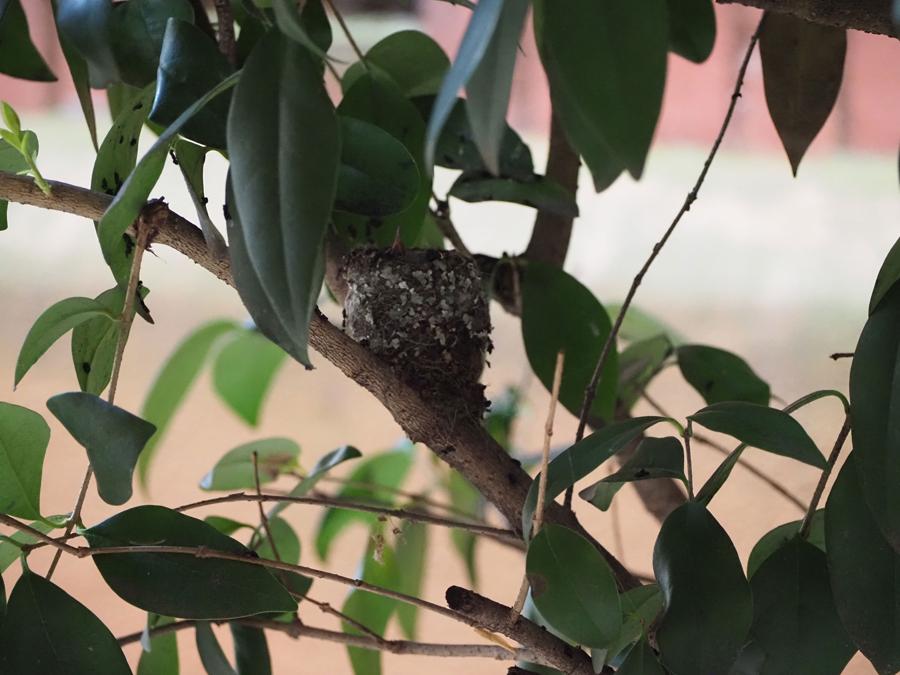 A photo of baby hummingbirds in the nest